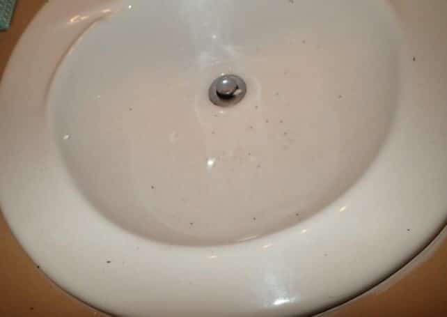 Ant infestation in bathroom sinks