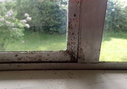 Mold growth
