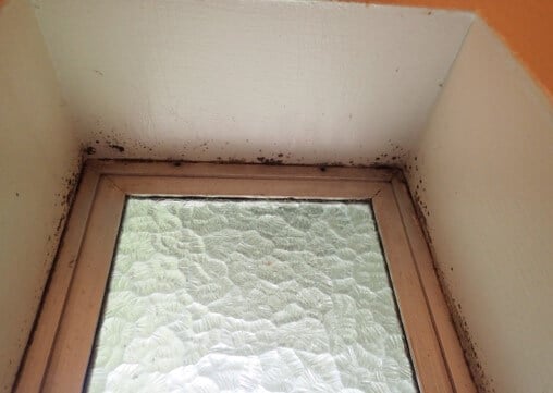 Mold growth on window and window ledges