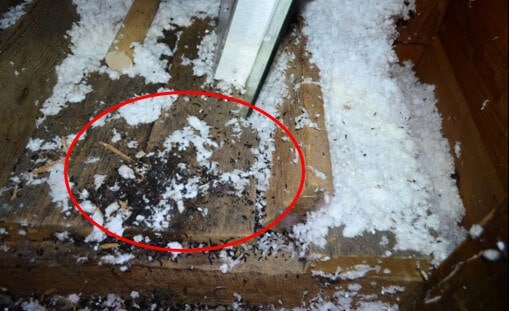 Significant Amounts of Rodent Droppings