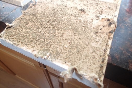 Kitchen: back side of outer layer of drywall inspection sample. Mold growth.