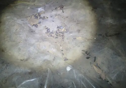 Evidence of rodents in the crawlspace.