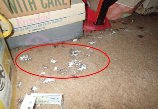 Fungal growth in carpet.