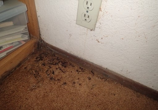 Mold and fungal growth in carpet and at wall.
