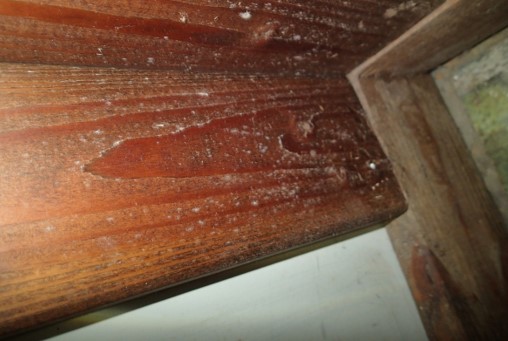 Light mold noted on wood framing near basement exterior door by bookcase