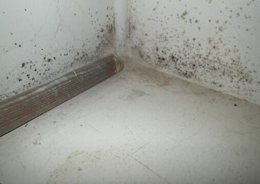 Heavy mold growth on the interior of the exterior wall.