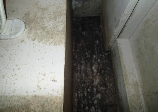 Heavy mold growth on the interior of the exterior wall.