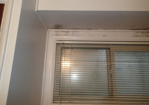 Heavy mold growth on the interior of the exterior wall.