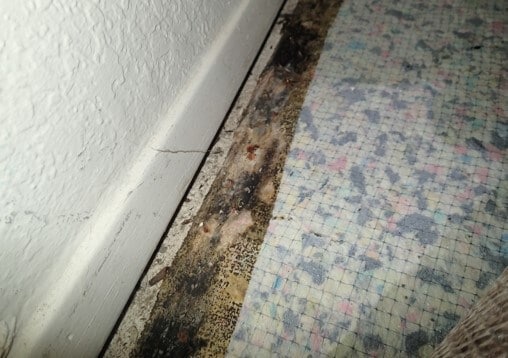 Mold growth on pad and tack strip in closet opposite of bath