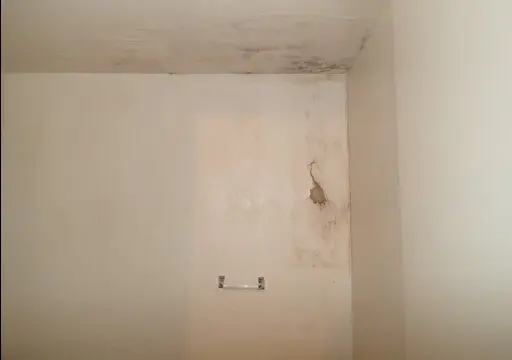 Mold growth on basement bathroom wall and ceiling