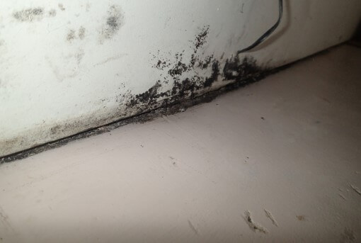 Mold growth on basement room 3. Wall needs to be flood cut in order to treat mold