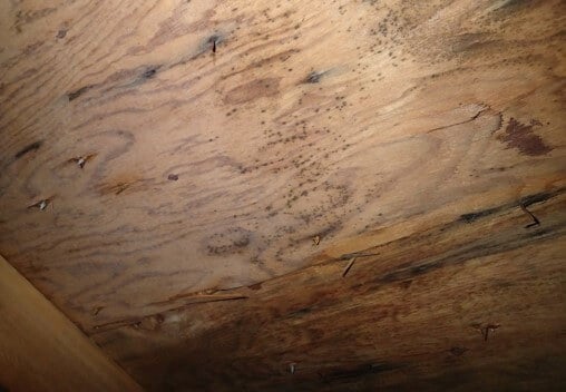 Moderate Mold Growth on Attic Sheathing