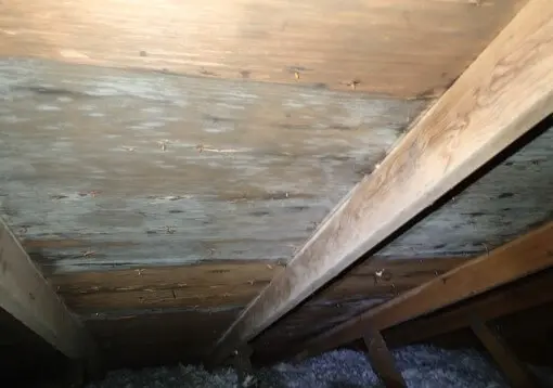 Heavy Mold Growth on Attic Sheathing and Framing