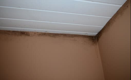 Mold Growth is Along Top 6 Inches of Wallboard