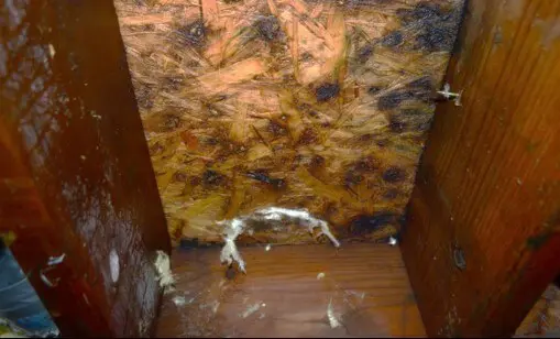 Mold on OSB Subfloor & Saturated Floor Joists