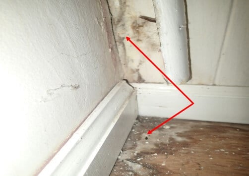 Mold found on flooring and behind wall trim
