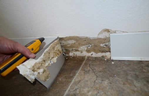 Visible Mold Growth Noted Behind Cove Base