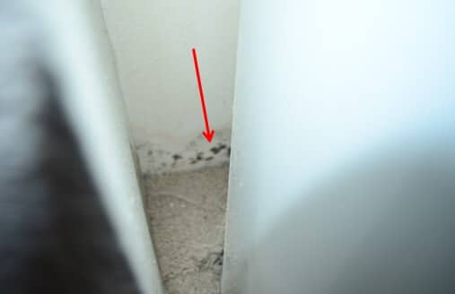 Significant Mold Growth Remains on Wall Behind Tank