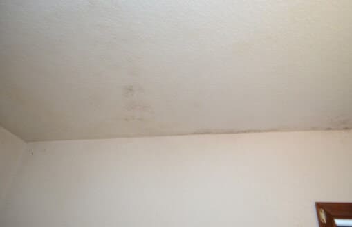 No Water Damage Noted Around Mold on Ceiling
