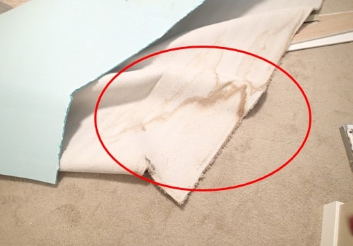 Water stain and mold growth on carpet and pad.