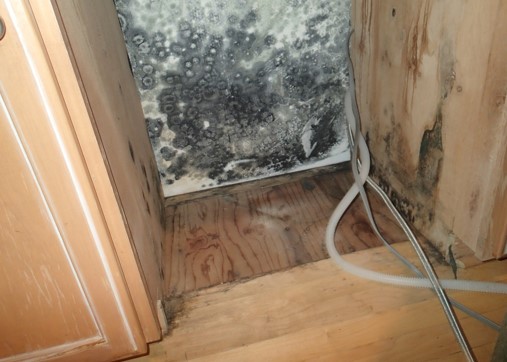 Heavy mold on drywall, cabinetry, and flooring