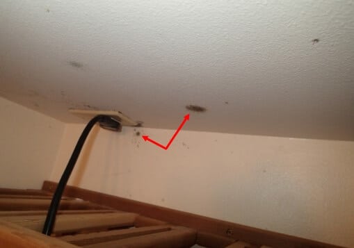 Mold on wine cellar ceiling and wall
