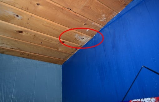 Mold Growth on Ceiling of Middle Bedroom
