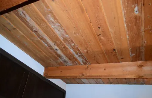 Moderate to Heavy Mold on Master Bedroom Ceiling