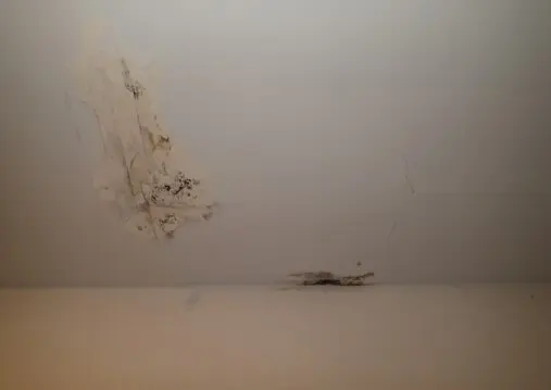 Mold Growth on Ceiling