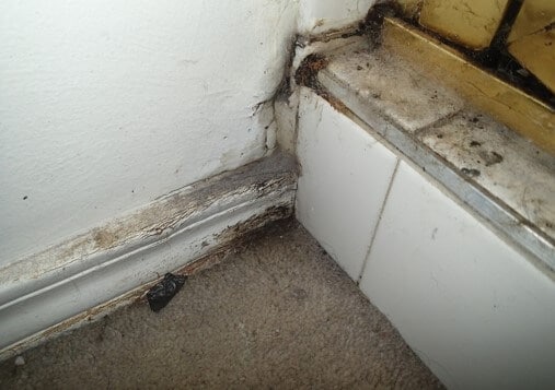 Trim and Wall Damaged Near Shower