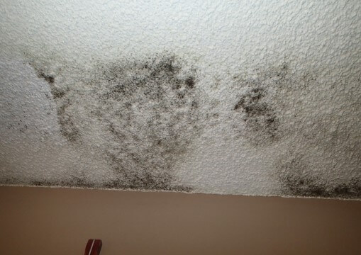 Mold growth on the ceiling.