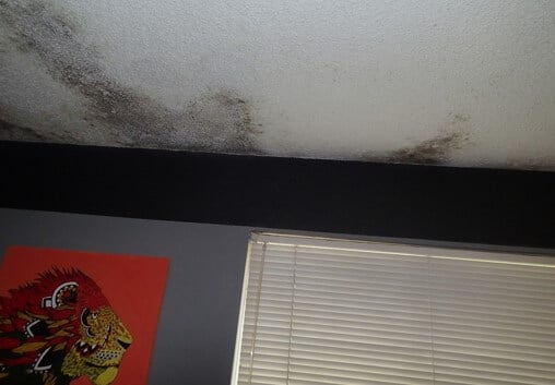 Mold growth on ceiling.