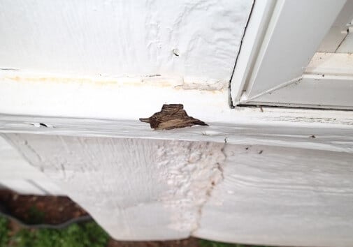 Framing Under Window Rotten
