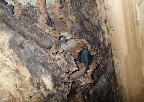 Deteriorated OSB as seen from inside of the chimney chase.