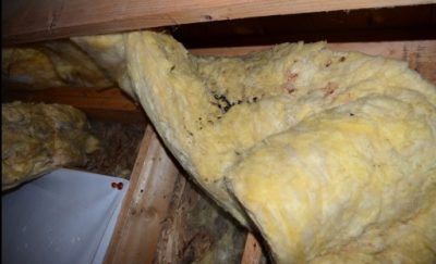 rodent urine and droppings in attic undisturbed rodent urine and droppings in attic undisturbed