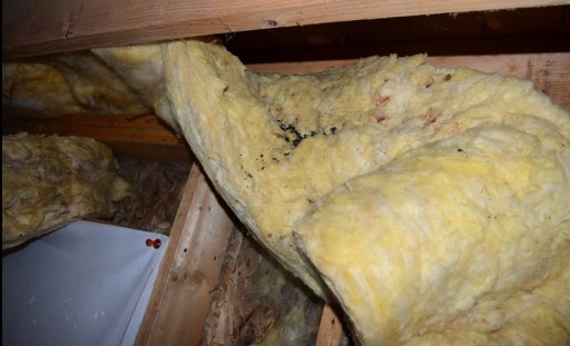 Rodent Droppings