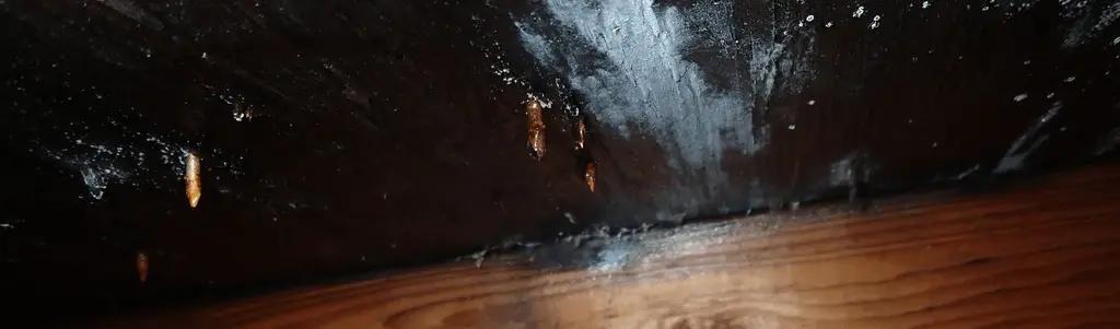 Roof Leak Mold