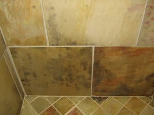 Mold In The Shower Causes How To Clean It Environix