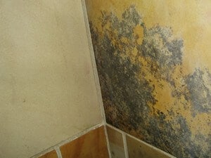 how to get rid of mold in shower