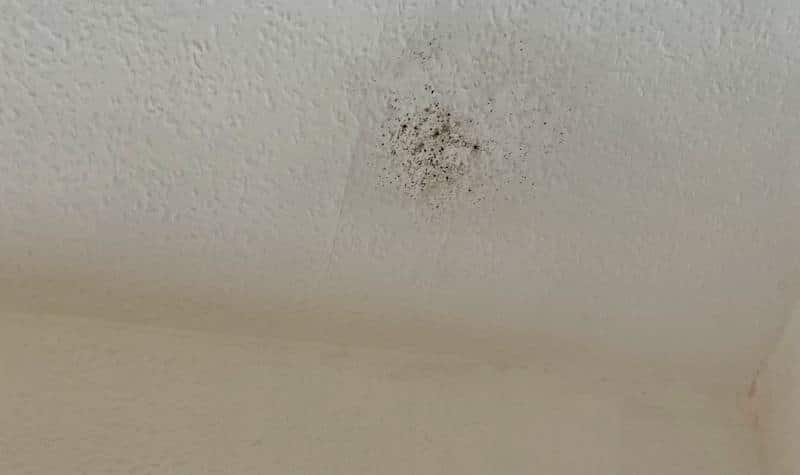 Small area of mold growth on bedroom ceiling. 