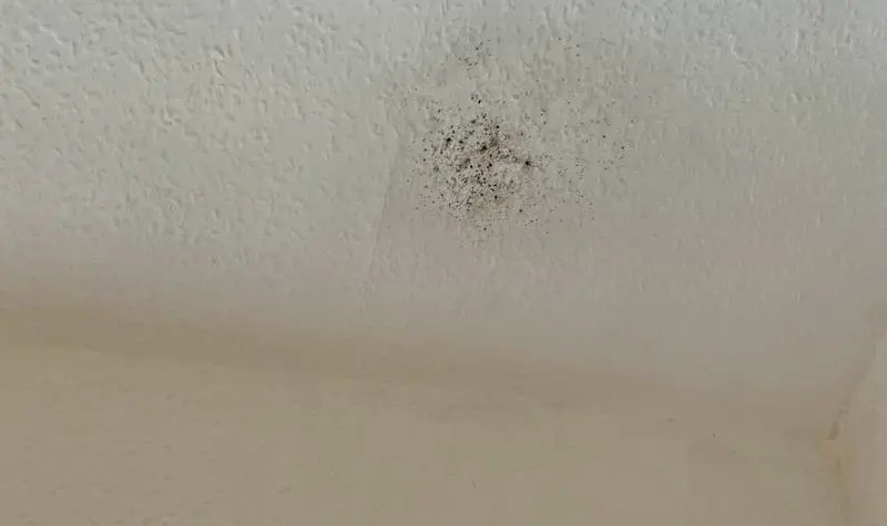 Ceiling Mold Growth Learn The Cause And How To Prevent It Environix - What Causes Black Mold On Bathroom Ceiling