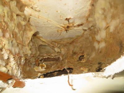 Heavy mold growing on subfloor.