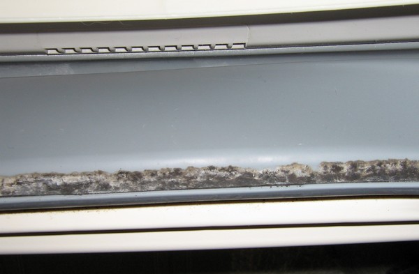 Black mold growing on washing machine door