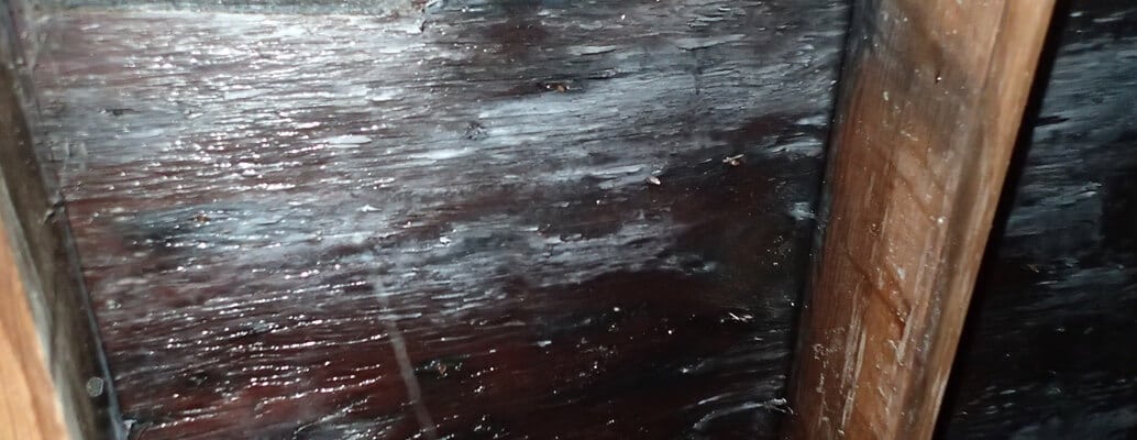 attic mold growth