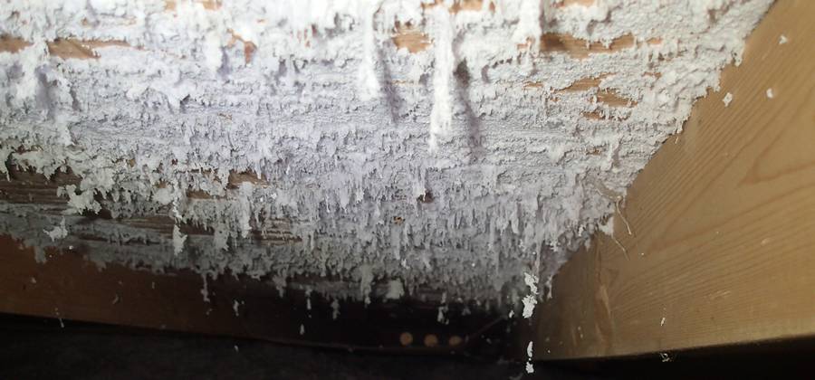 Can Black Mold Kill You? Fortunately ...