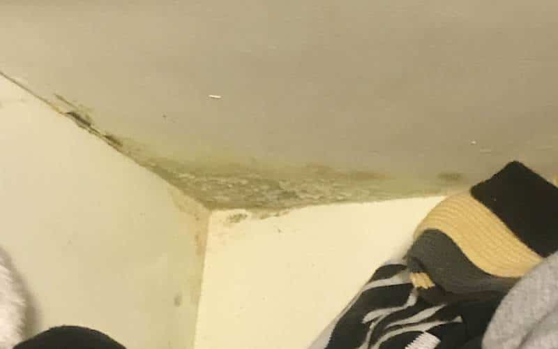 White Mold Growth In Your Home Causes Solutions Environix
