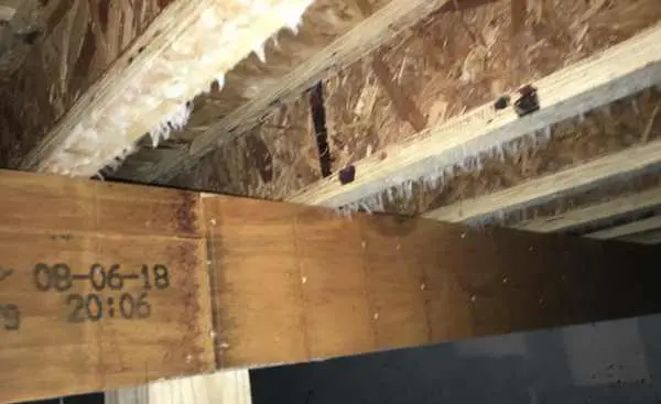 White mold growing on floor joists.