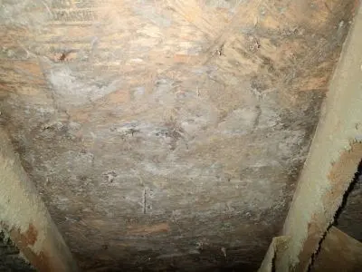 Heavier mold growth in pitched section of attic.