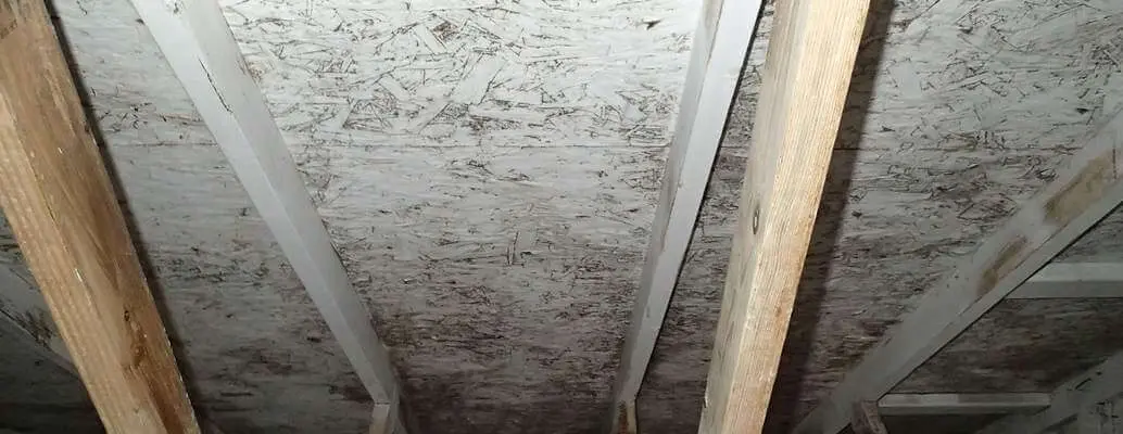 how to remove mold from attic plywood