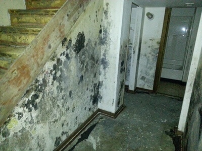 Mold in Basement | How to Fix a Moldy Basement - Environix